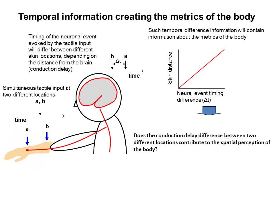 Size of the body constructed using time